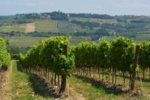 Siena_vineyards