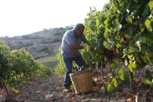 Hand_harvesting_wine_grapes_in_Sicily