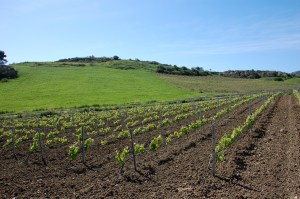 Young_vines_being_trained_in_Sicily
