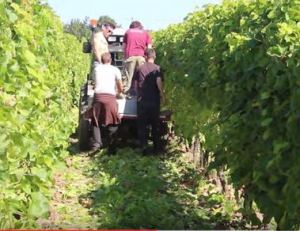 vendangesdomaineduchenoy