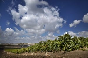 img_gal_139818429051.77