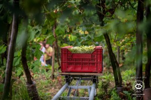 Immagini del Consorzio di Tutela del Conegliano Valdobbiadene Prosecco Superiore, foto di Arcangelo Piai 1
