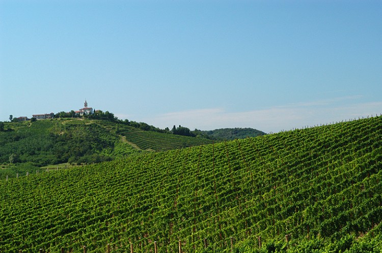 collio-vigneti