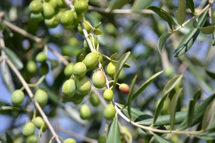 olives-886880_960_720