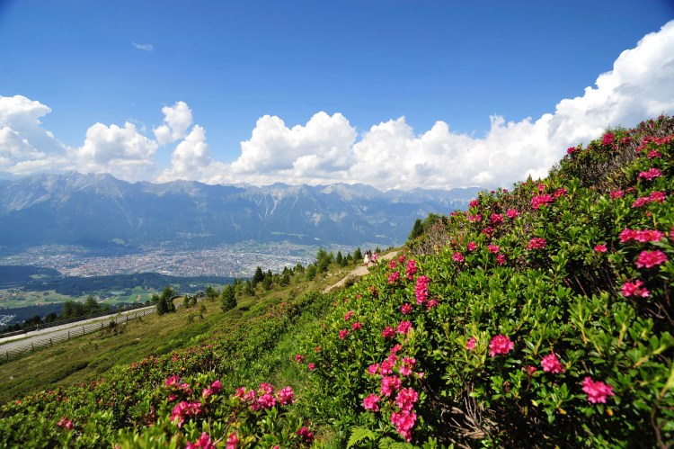 Innsbruck_sentiero dei cembri_rododendri
