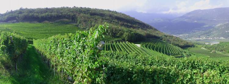 Panoramica vigneti