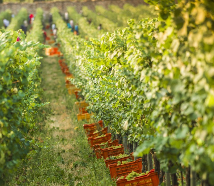 Vendemmia2012-phFabioCattabiani-8.102234