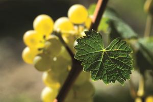 ph. Enzo Massa 85274a_R