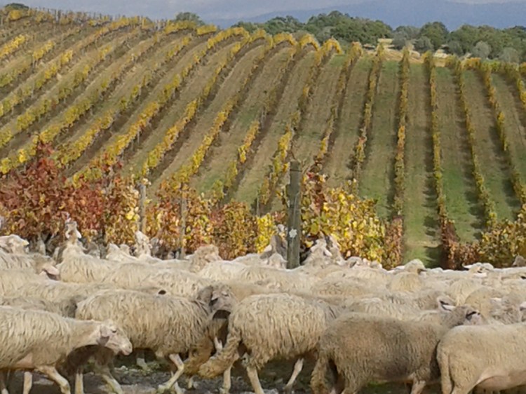 carpineto-vigneto-nobile-di-montepulciano