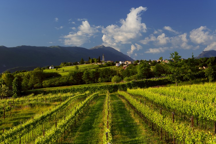 _z5b5200-bde-panoramica-con-vigneti-4-maggio-2014-mr