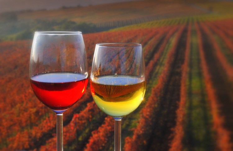 vinograd_kozarca_z_vinom