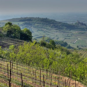 Vino, territorio e accoglienza: Suavia racconta il Soave classico dal calice alla&nbsp;collina