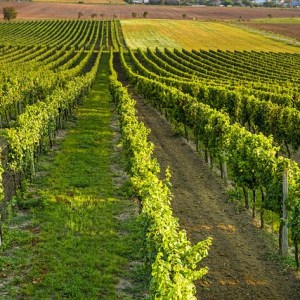 Sud Africa: vini da scoprire per una terra&nbsp;straordinaria