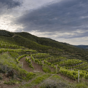 Il respiro del vino a Berat: la rinascita dell’enologia albanese contemporanea firmata Çobo&nbsp;Winery