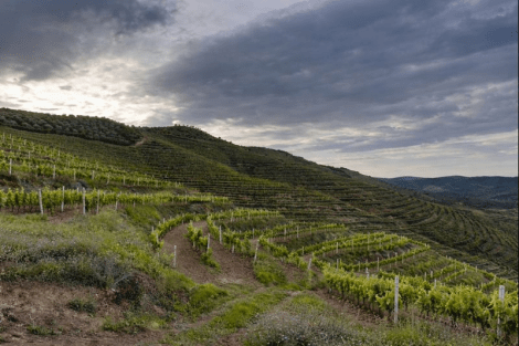 Il respiro del vino a Berat: la rinascita dell’enologia albanese contemporanea firmata Çobo&nbsp;Winery