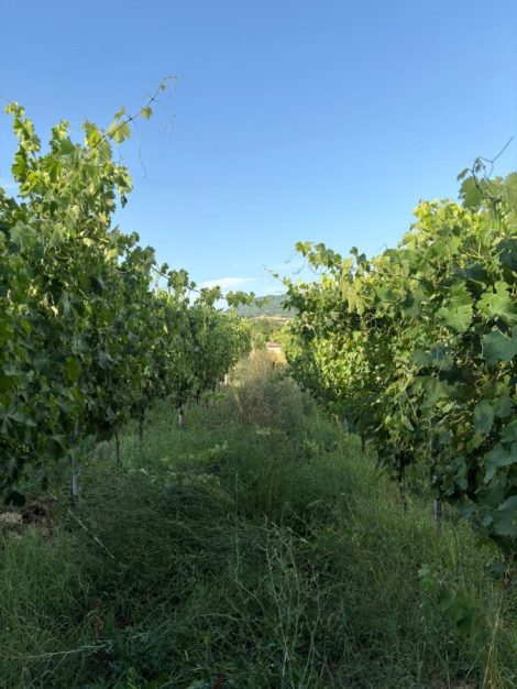 CALDO ESTREMO, ATTENZIONE MASSIMA NELLE VIGNE: LA TENUTA DELLA CASCINASSA SI ADEGUA AL CAMBIAMENTO&nbsp;CLIMATICO