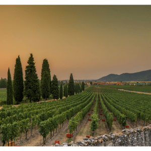 VENDEMMIA 2026, FRANCIACORTA METTE IN CAMPO L’ESPERIENZA PER RISPONDERE AI MUTAMENTI&nbsp;CLIMATICI