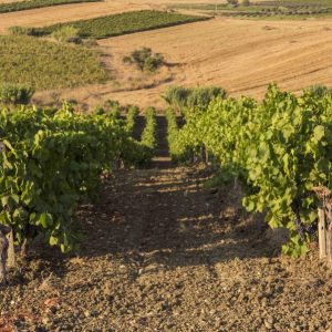 AL VIA LA VENDEMMIA 2026 DELLA DOC SICILIA:  UN VIAGGIO DI 90 GIORNI TRA BIODIVERSITÀ E QUALITÀ ECCELLENTE 