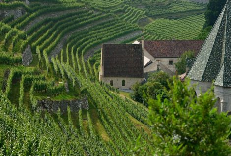 Sylvaner, il vino simbolo dell’Abbazia di&nbsp;Novacella