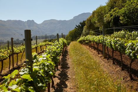 INTELLIGENZA ARTIFICIALE E VINO, GLI STRUMENTI SONO SEMPRE PIÙ ACCESSIBILI, MA SONO LE PERSONE A FARE&nbsp;LADIFFERENZA