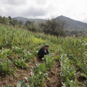 Giornata mondiale dell’alimentazione: boom di costi, serve un’agricoltura meno dipendente da fertilizzanti chimici e&nbsp;pesticidi