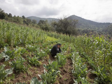 Giornata mondiale dell’alimentazione: boom di costi, serve un’agricoltura meno dipendente da fertilizzanti chimici e&nbsp;pesticidi
